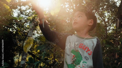 Asian Boy Harvesting Coffee Cherries in Organic Farm at Golden Hour