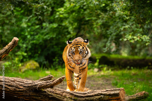 Portrait of a animals surrounded by greenery in a field under the sunlight
