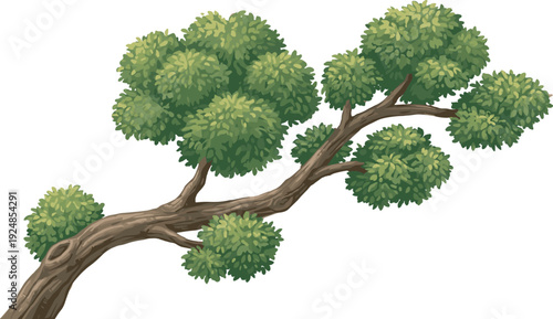 Green leafy tree branch illustration with detailed foliage, natural botanical vector isolated on transparent background