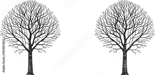 Leafless winter tree silhouette set with detailed branches, black bare forest vector illustration collection