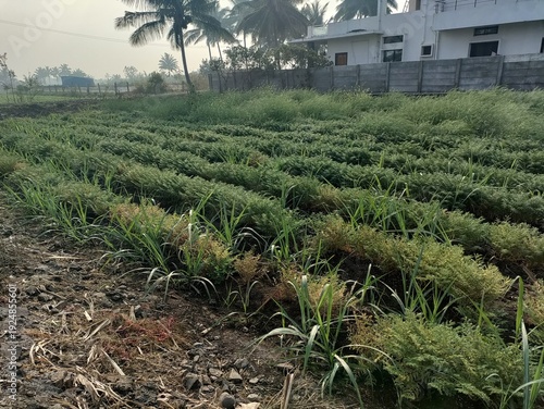 Photos A field containing both sugarcane and a type of chickpea plant