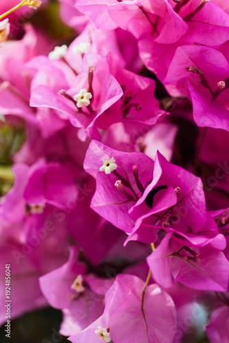 Bild auf Leinwand Vibrant Bougainvillea Flowers in Beautiful Pink Shades