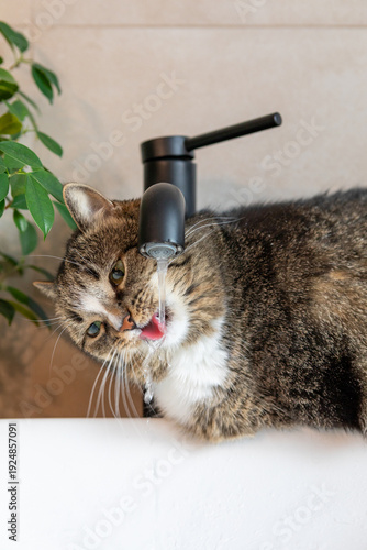 A cat sits by the sink and drinks water from the faucet.