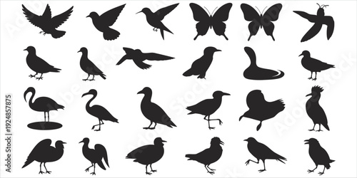 Collection of Bird and Butterfly Silhouettes in Various Poses on White Background pigeon dove