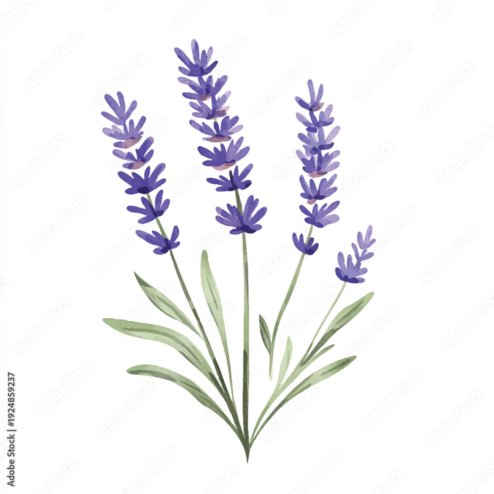 Fototapeta premium Watercolor Lavender Sprigs with Delicate Purple Blossoms and Green Leaves (1)
