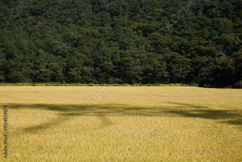 Power transmission tower shadow over rural farmland