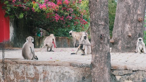 A troop of langur monkeys resting on a stone platform near trees and flowering bushes
