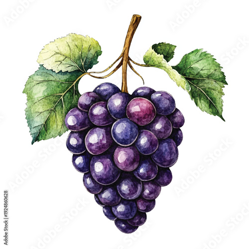 Watercolor Painting of a Lush Grape Bunch with Vibrant Leaves (1)