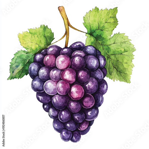 Watercolor Painting of a Lush Grape Bunch with Vibrant Leaves (3)