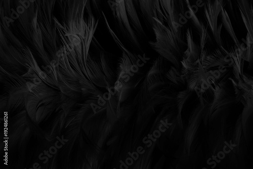 Beautiful black grey bird feathers pattern texture background.