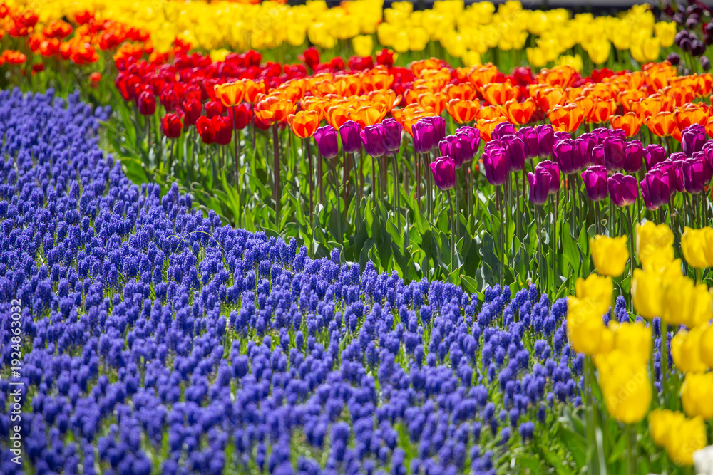 Fototapeta premium Multicolored Tulip Rows and Blue Muscari in Keukenhof Garden