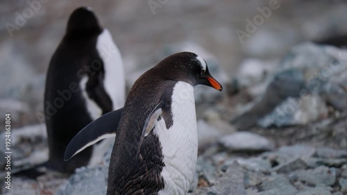 Closeup Of Gentoo Penguin Walking On Danco Island In Antarctica. - tracking shot