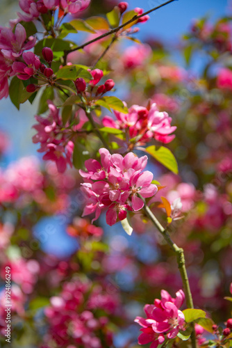 Vibrant Pink Crabapple Tree Blossoms Against Blue Sky