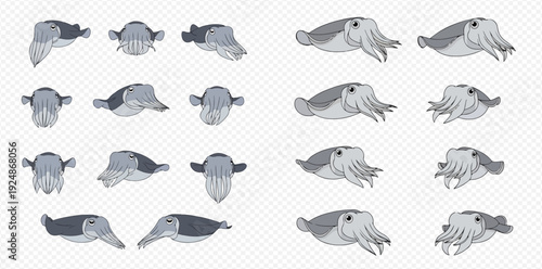 Cuttlefish set with various views and poses on a transparent background.