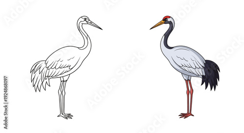This vector graphic illustration presents a beautiful red-crowned crane in two distinct artistic styles, offering both an elegant outline and a vibrantly colored version for diverse design projects.