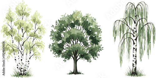 Hand Drawn Birch Oak and Willow Trees Illustration Set Isolated on White Background Natural Forest Botanical Vector Art Clipart CollectionHand Drawn 
