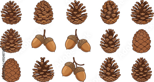 Autumn pine cone illustration, acorn artwork design, seasonal nature vector, botanical fall elements, forest foliage drawing, natural pattern concept