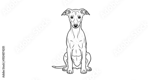 Elegant Italian Greyhound Puppy Sitting Portrait, Outline Drawing, Clean White Background