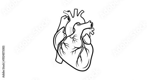Anatomical human heart illustration, black and white outline drawing, medical symbol