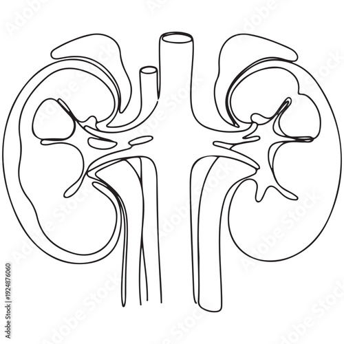 Anatomical illustration of human kidneys in a continuous line drawing style