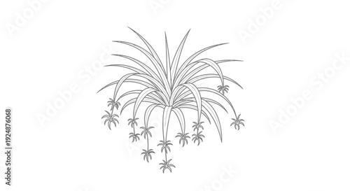 Spider Plant Illustration: Hanging Babies, Green Leaves, Black and White Line Art, Botanical Drawing