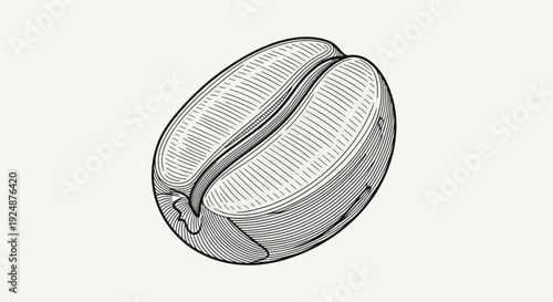 Vintage Coffee Bean Illustration - Single Roasted Seed with Detailed Texture
