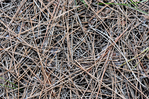 Top view of a thick layer of dry brown pine needles on the forest floor. Natural texture and pattern of fallen conifer needles in a woodland environment.