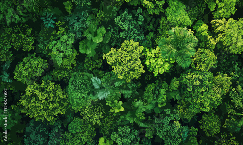 Dense green rainforest canopy aerial view with diverse tropical tree species and lush foliage landscape natural environment biodiversity texture background
