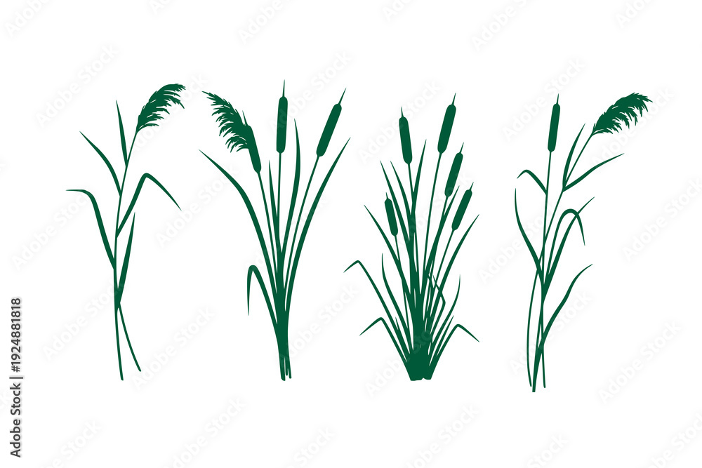 Fototapeta premium Reed and cattail plant vector illustration set, natural wetland grasses in a clean flat silhouette style, Botanical marsh plants isolated on a white background