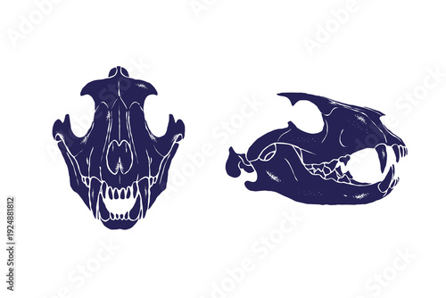 Carnivore animal skull vector illustration set, hand drawn tiger skull shown in front and side views, silhouette textured vintage ink details style, anatomy studies design isolated on white background