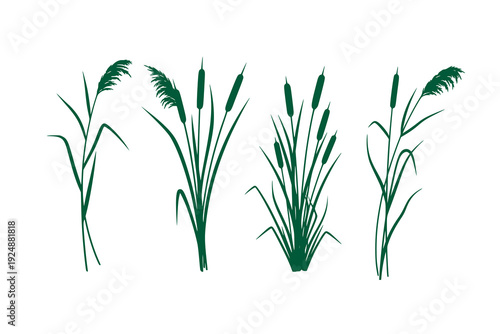 Reed and cattail plant vector illustration set, natural wetland grasses in a clean flat silhouette style, Botanical marsh plants isolated on a white background