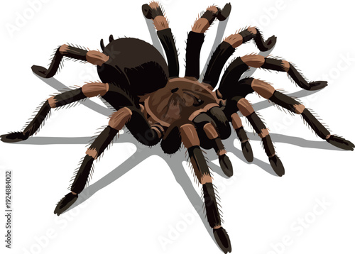 Tarantula Spider Isolated Dark Brown Orange Striped Legs White Shadow