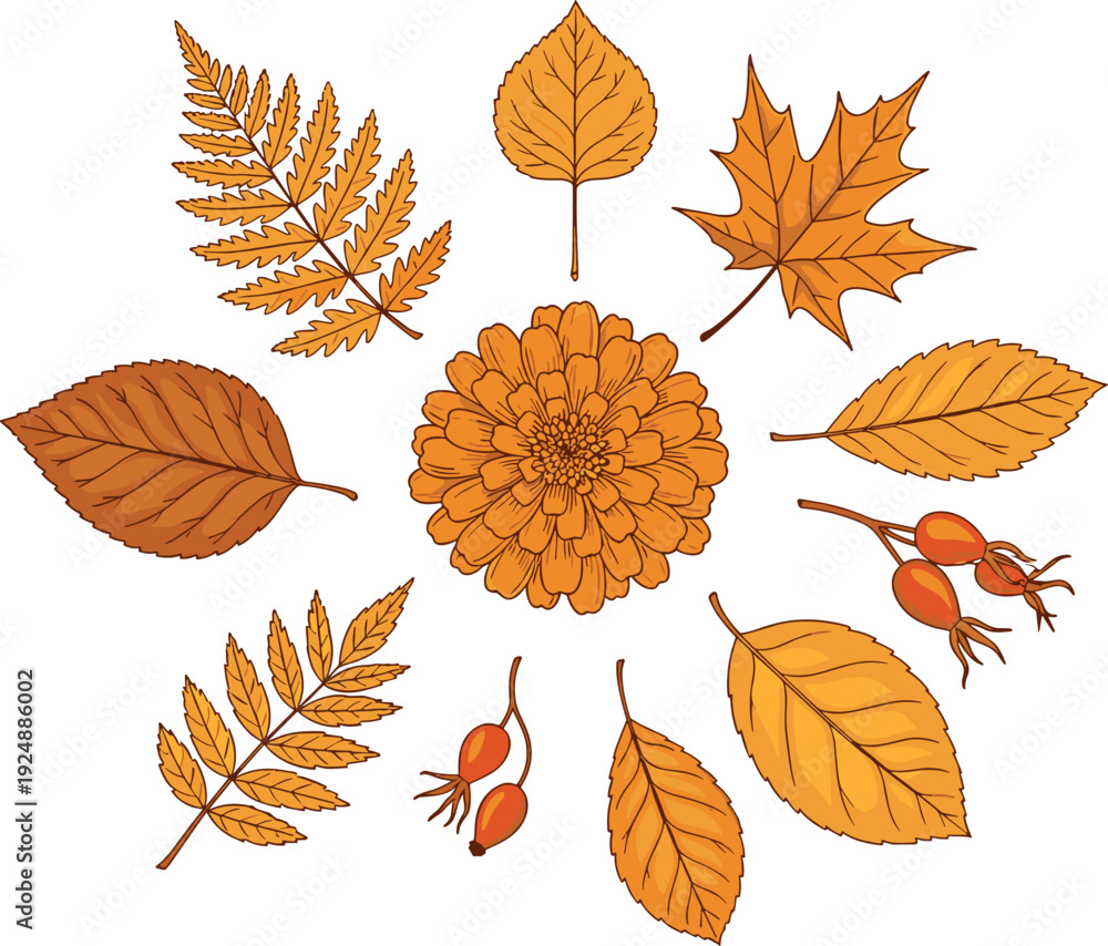 Obraz premium Autumn botanical illustration with orange flower, colorful leaves, and red berries arranged in circular seasonal design for nature art