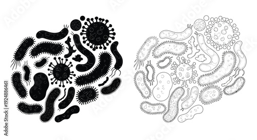 Microscopic organisms illustrated in black and white showing cellular structures