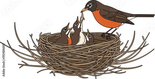 Detailed illustration of robin feeding chicks in nest, natural wildlife scene showing parental care, nurturing behavior, and bird habitat