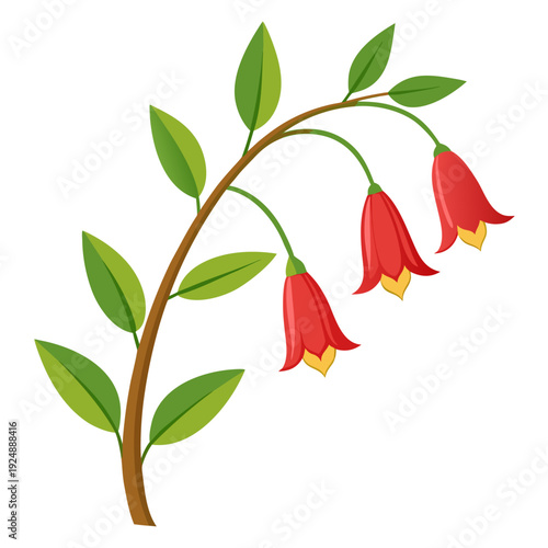 vector illustration of a bell of ireland flower