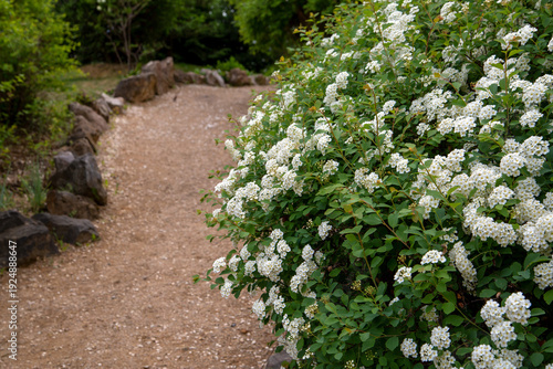 Fotografie Blooming white spirea in a landscape park. Decorative shrubs.
