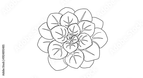 Top view illustration of a succulent plant, line art drawing, isolated on white background