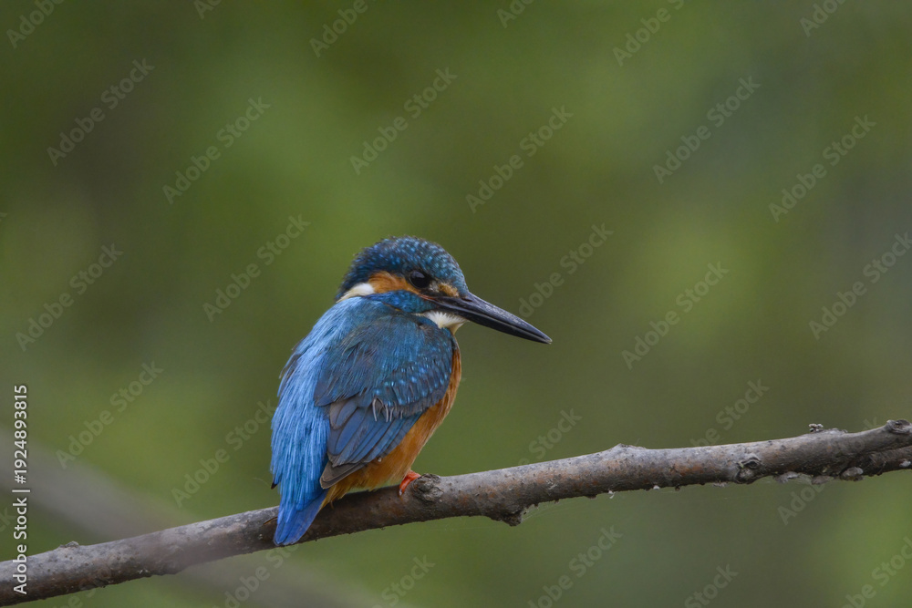 Obraz premium Kingfisher Perched on Branch with Vivid Blue and Orange Plumage