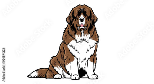 Saint Bernard Dog Sitting Portrait, Brown and White Purebred Canine