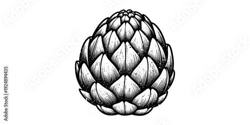 Detailed black and white artichoke drawing highlighting textured leaves