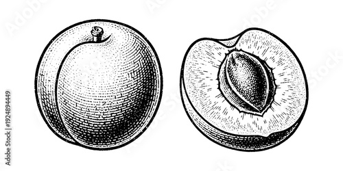 Vintage engraving of whole peach and halved peach with stone