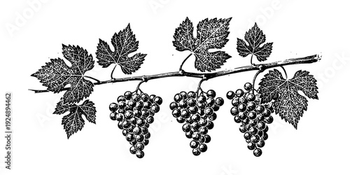 Vintage botanical grapevine with detailed leaves and clusters