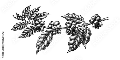 Detailed botanical drawing of coffee plant with berries and leaves