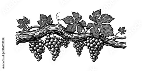 Detailed engraving of grapevine with clusters of grapes and leaves in black and white
