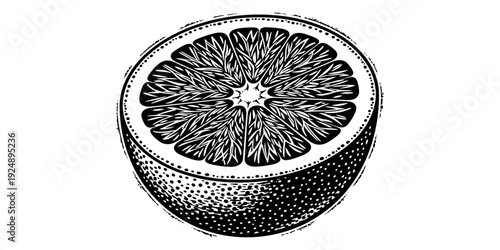 Detailed half orange engraving with vintage botanical style on white background