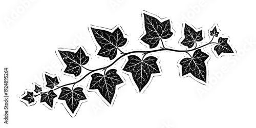 Vintage botanical ivy branch with textured leaves and white background