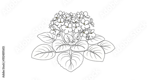 Outline drawing of a blooming African violet plant with lush green leaves