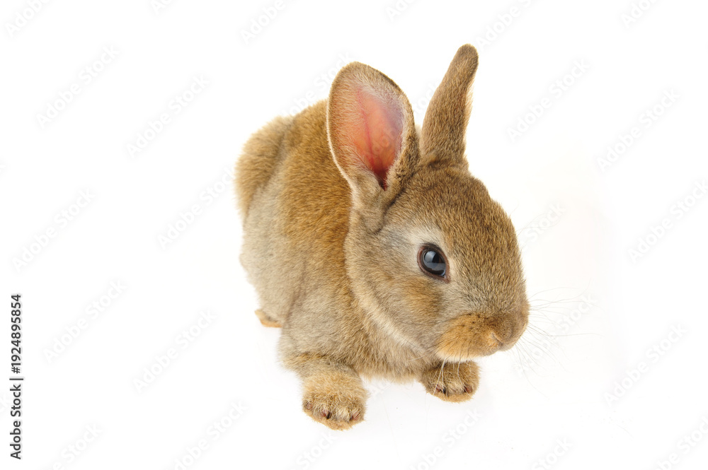 Obraz premium grey rabbit on a white background