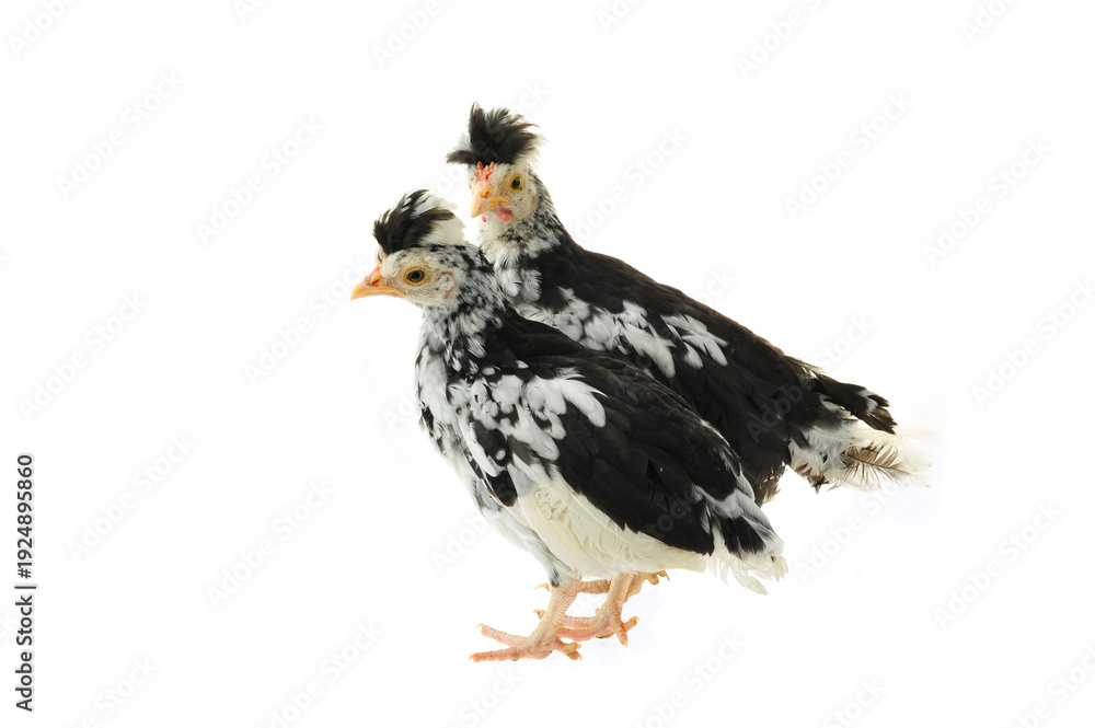 Fototapeta premium Chicken, chicken wing on a white background